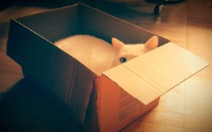 White cat hiding inside a cardboard box