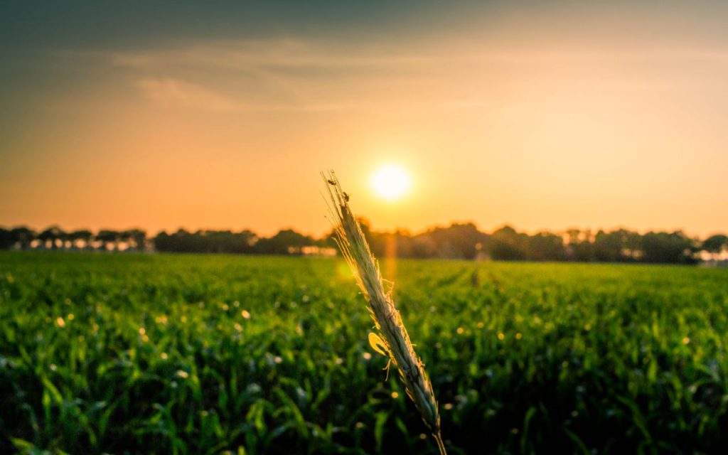 A farm at sunrise, shallow focus on a single wheat plant