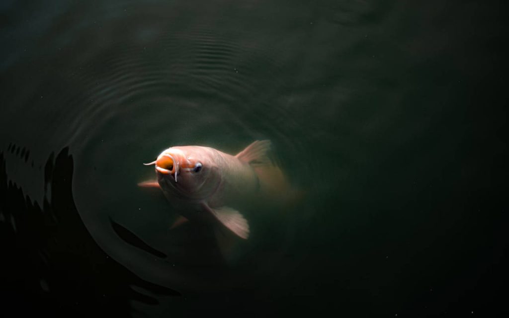 A single white and orange koi fish, poking its gaping mouth out of dark water