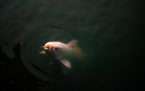 A single white and orange koi fish, poking its gaping mouth out of dark water