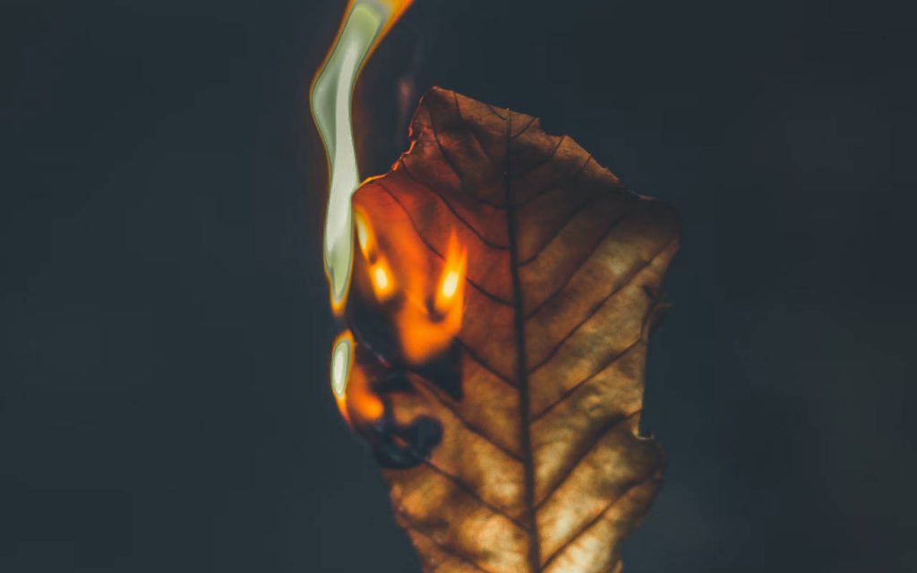 Close up shot of a dry leaf being burned
