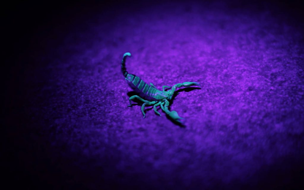A scorpion viewed under UV light, glowing an intense green white colour on a purple background
