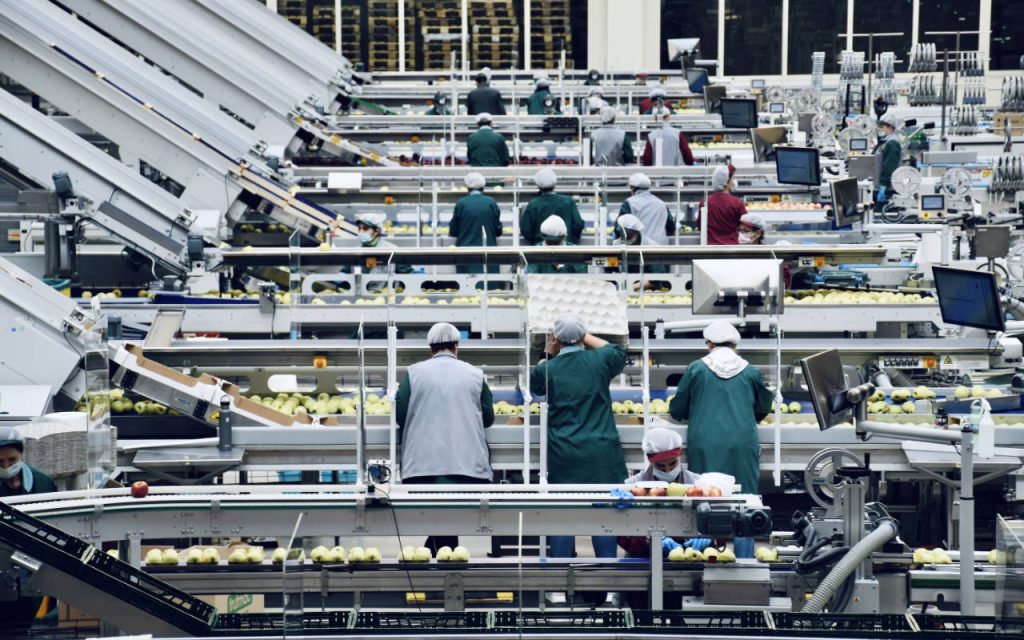 Wide shot of an automated packaging line, with people working the system. Apples are being packaged onto trays for distribution