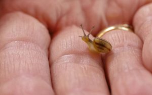 Extreme closeup of a very small baby snail on a person's hand