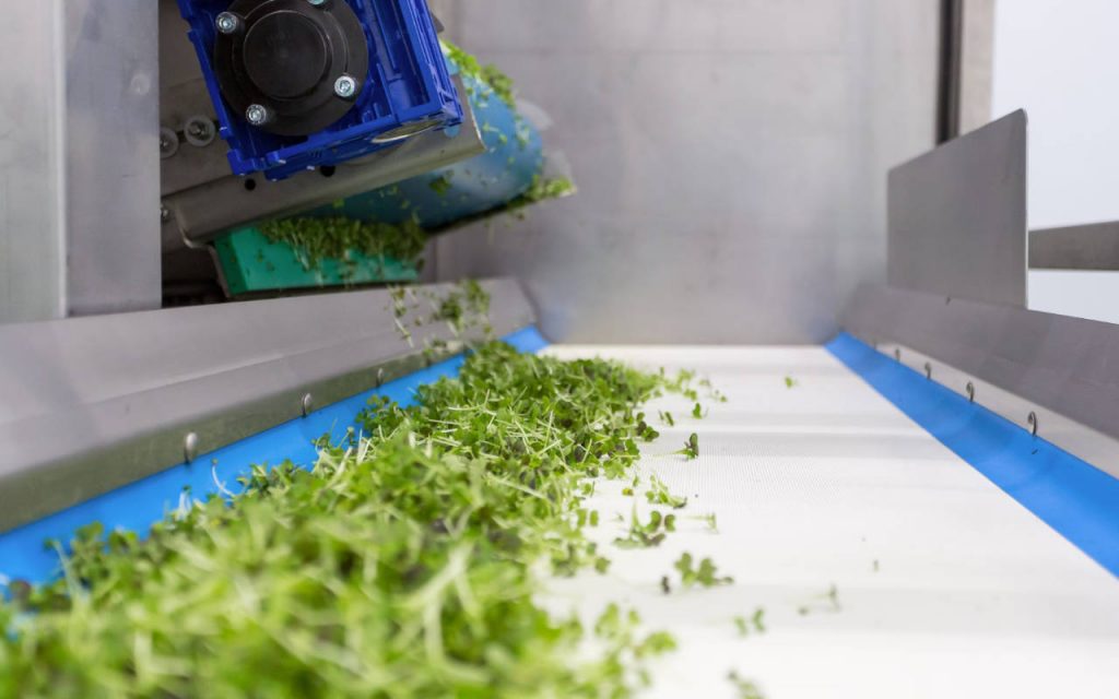Green salad leaves on a conveyor belt. Metallic and blue plastic machinery guides the leaves through an automated packaging system – in what looks like the collar for a form fill and seal machine.